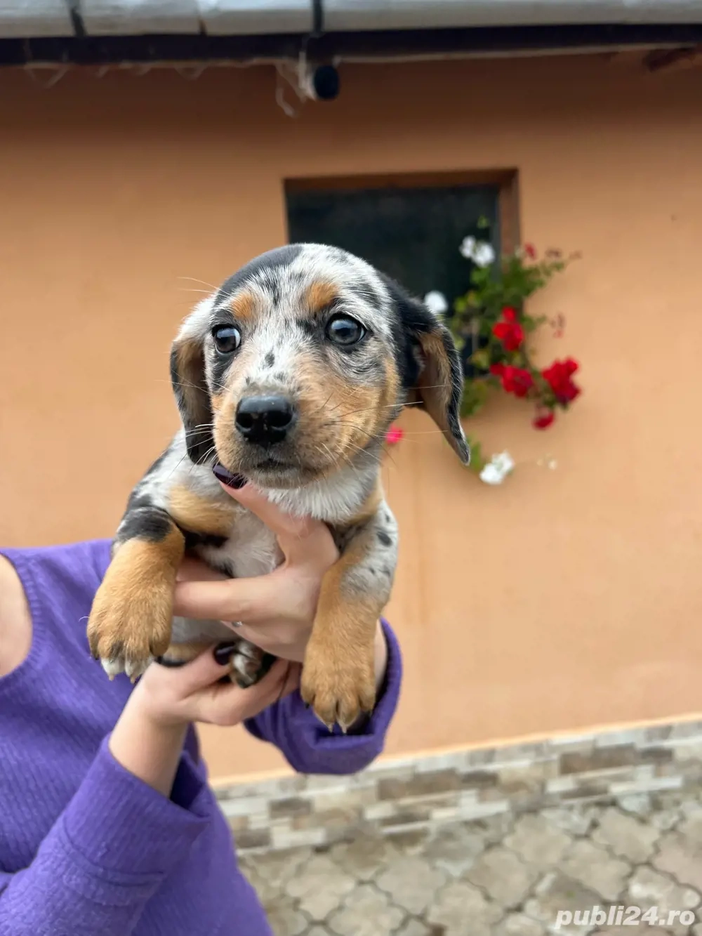 Teckeli metis! Teckeli metis!