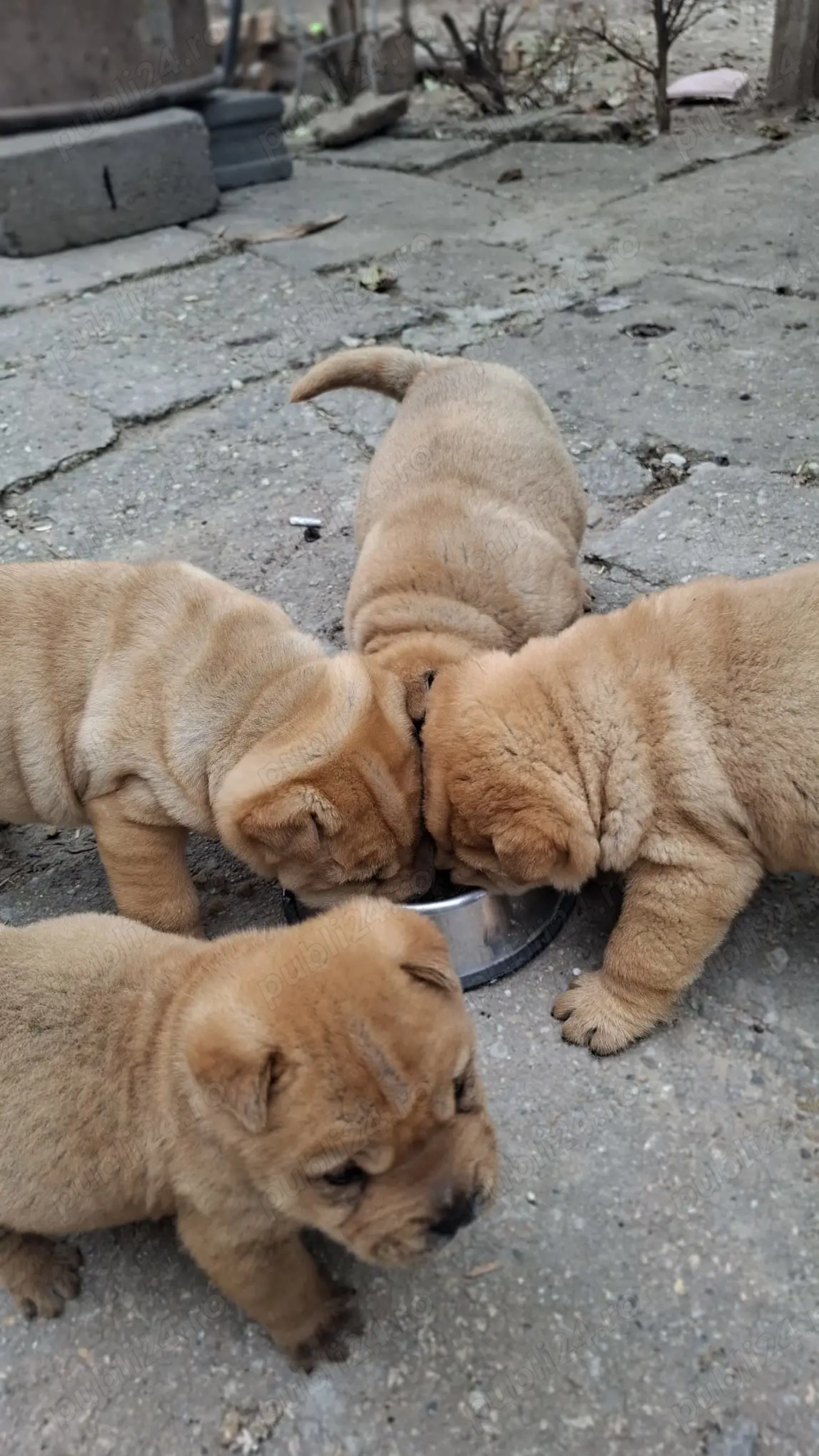 Căței rasa shar pei  Căței rasa shar pei