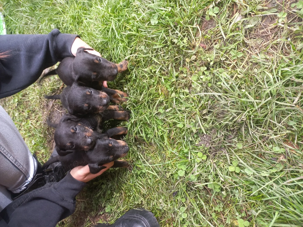 Jagdterrier de vânzare  Jagdterrier de vânzare