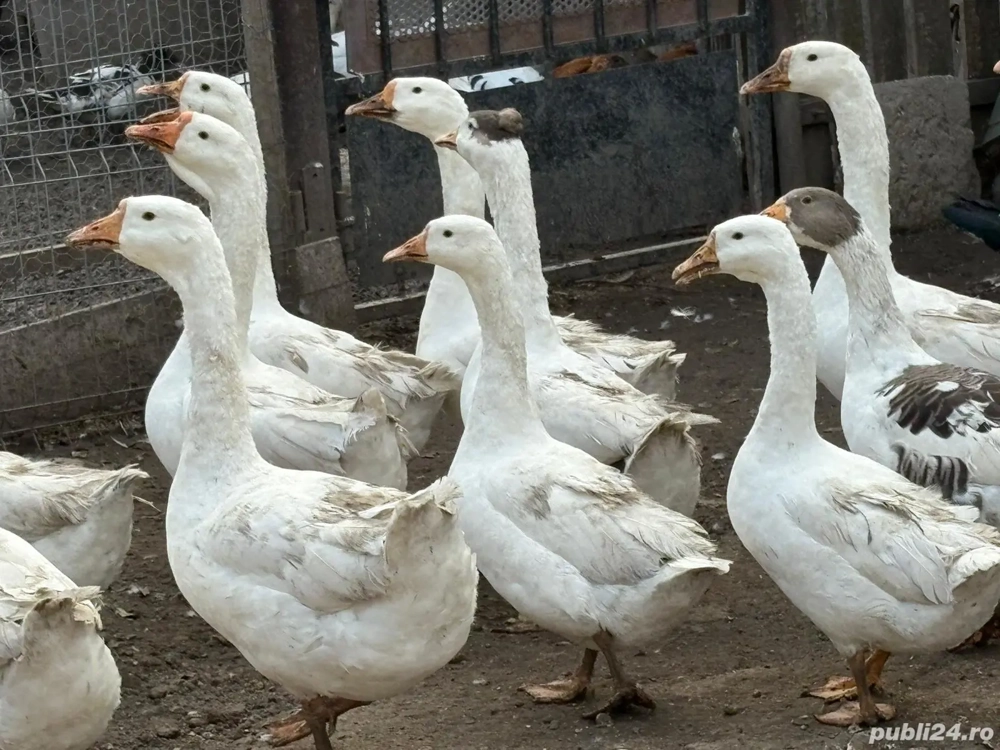 Gâște gâște Gâște gâște