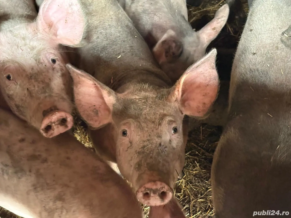 Purcei rasa Pietrain