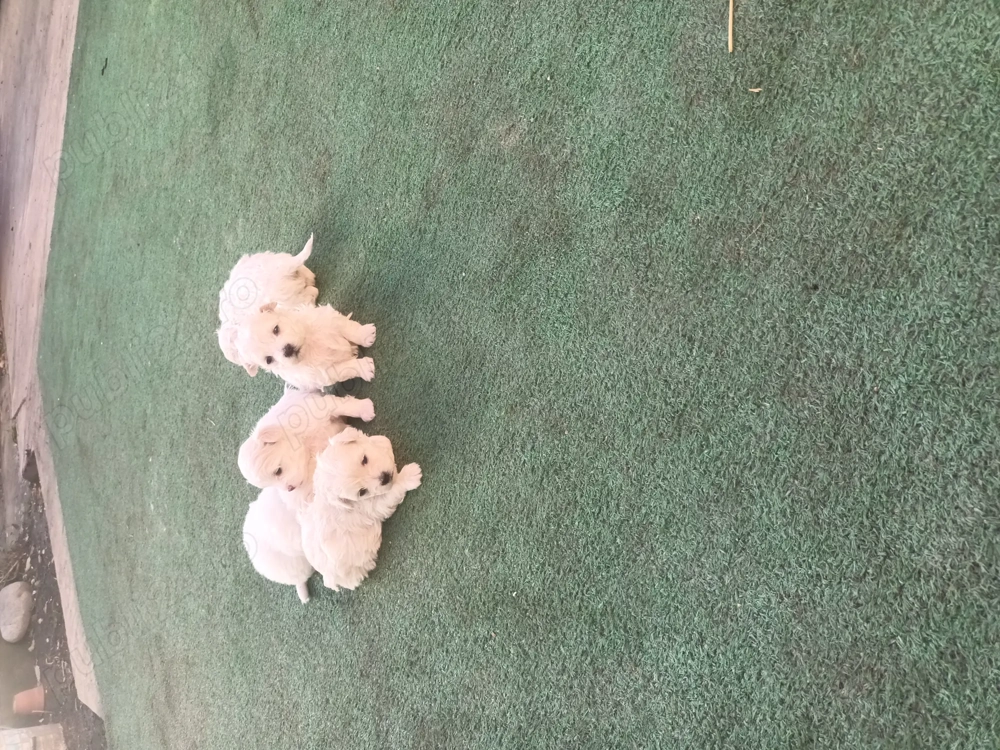 Bison maltez originali Bison maltez originali