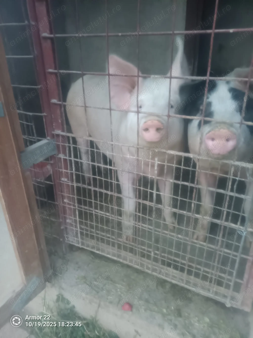 Vând porci !!! aproximativ 130 kg