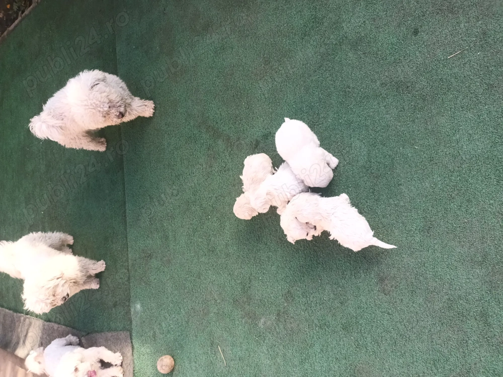 Bison maltez originali detin ambi parinti