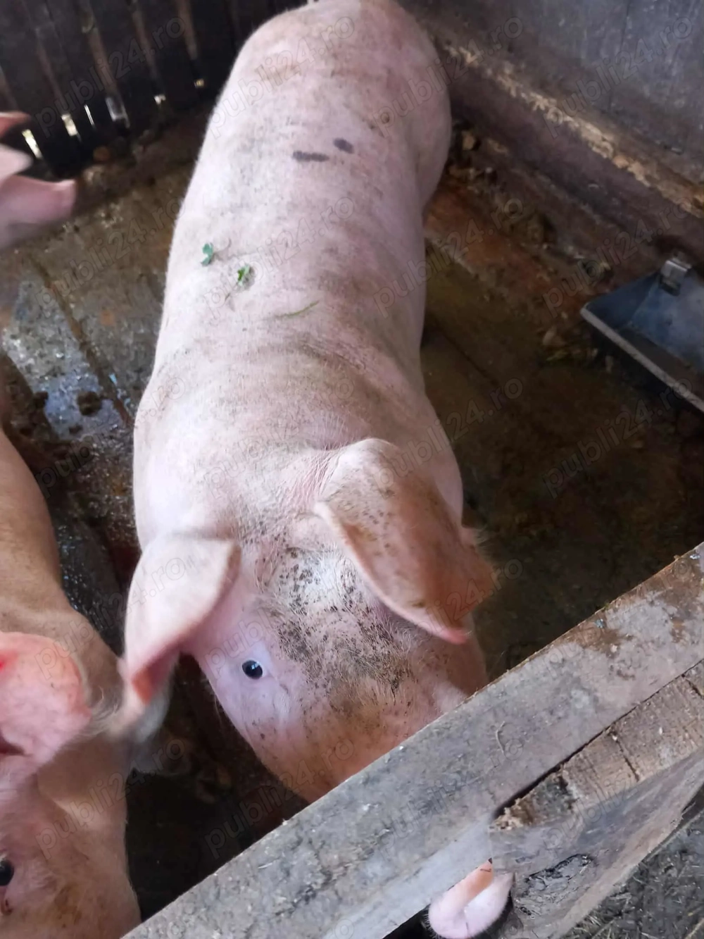 Vând 4 porci și 20 de găini  Vând 4 porci și 20 de găini