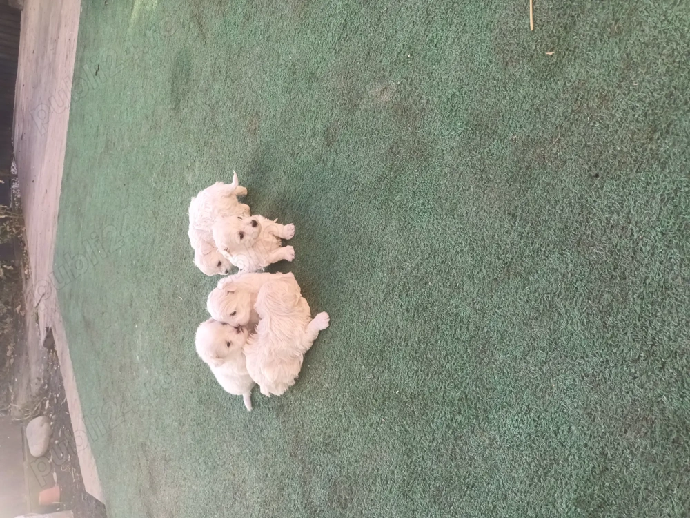 Bison maltez original Bison maltez original