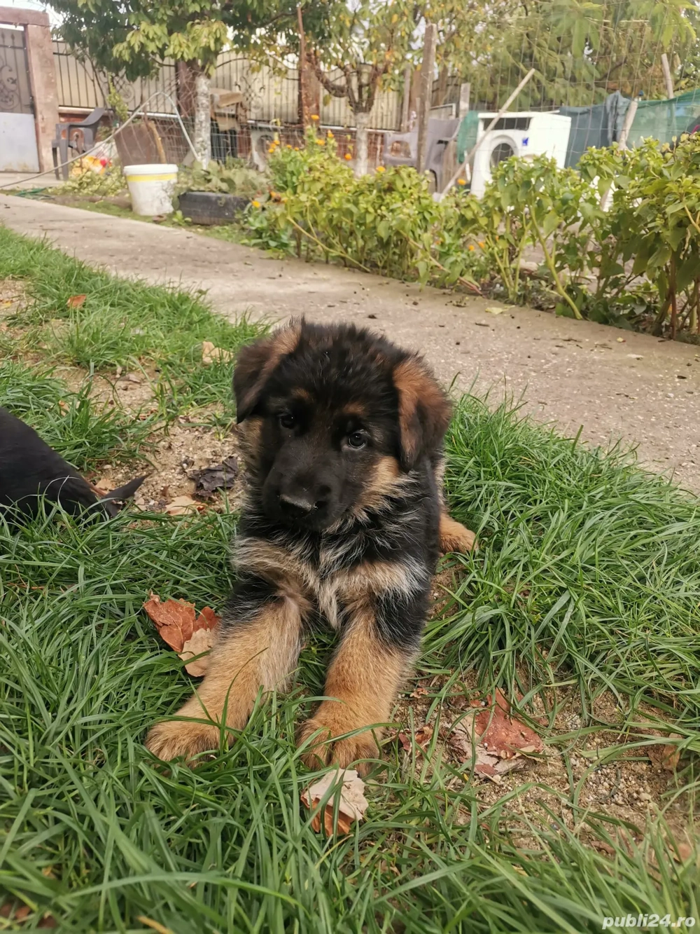 Pui ciobănesc german