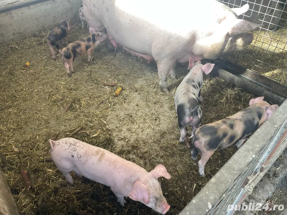 purcei de vanzare purcei de vanzare