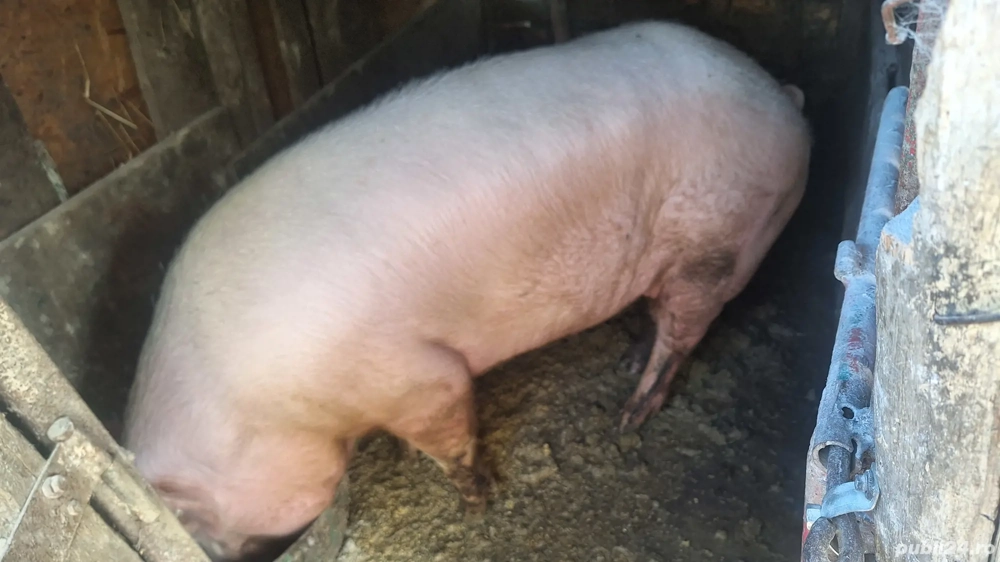 Porci de Vânzare  Porci de Vânzare