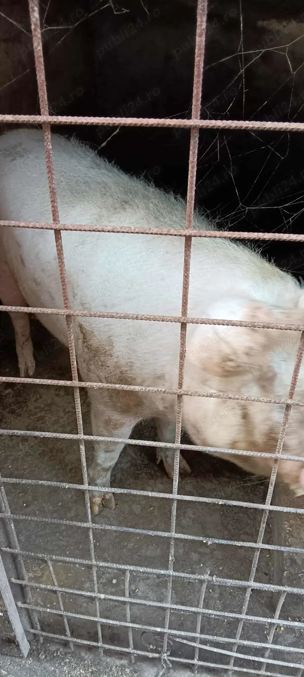 Vând porc Dolj Dăbuleni