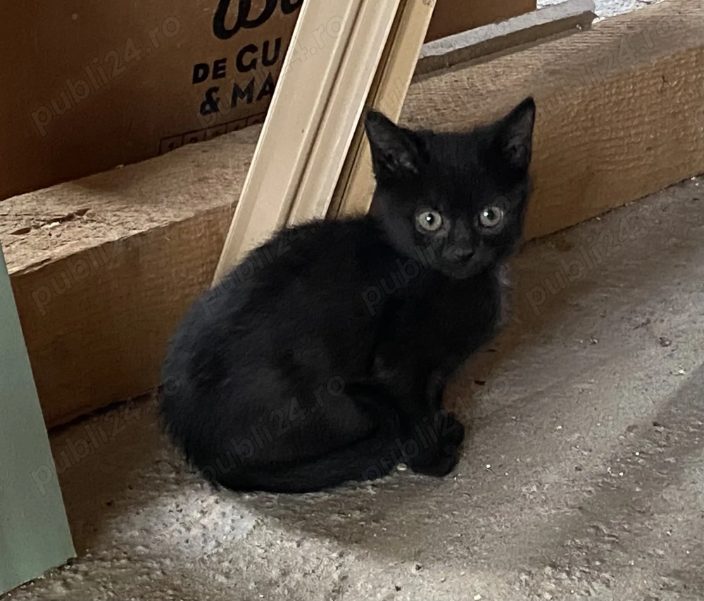 Donez pisicuțe   motanei