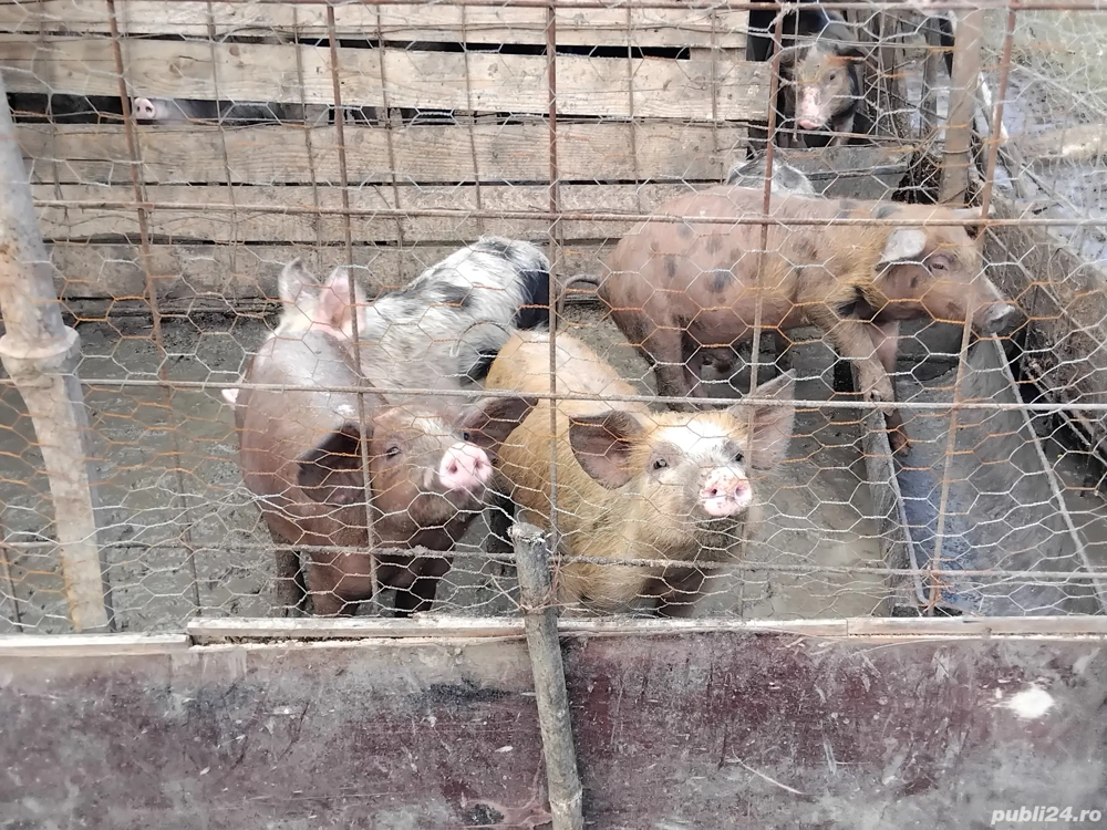 vand purcei vand purcei