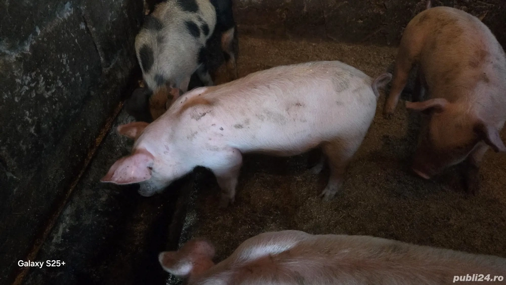 Purcei rasa românească  Purcei rasa românească