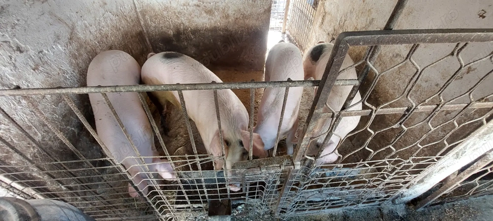 Porci de vanzare Porci de vanzare