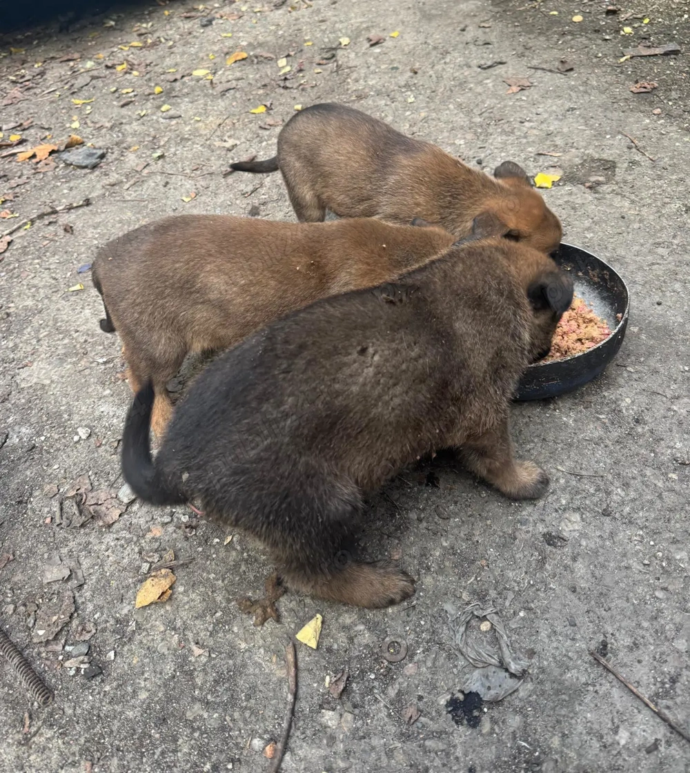 Pui Ciobanesc Malinois Pui Ciobanesc Malinois