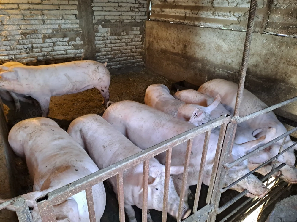 Porci 120 130 kg Teleorman 