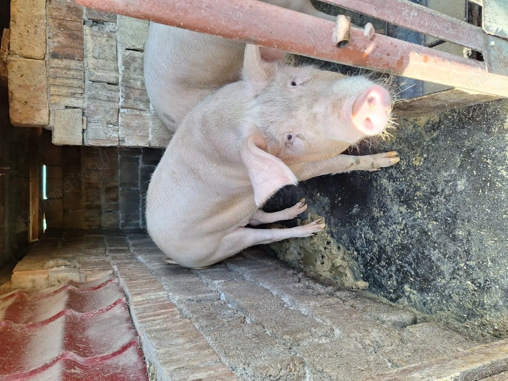 Porci de vanzare 