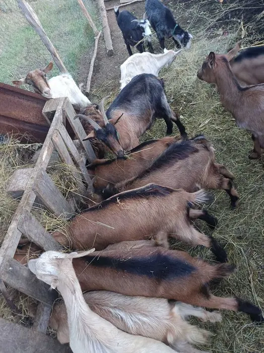 Capre și iezi de vânzare 