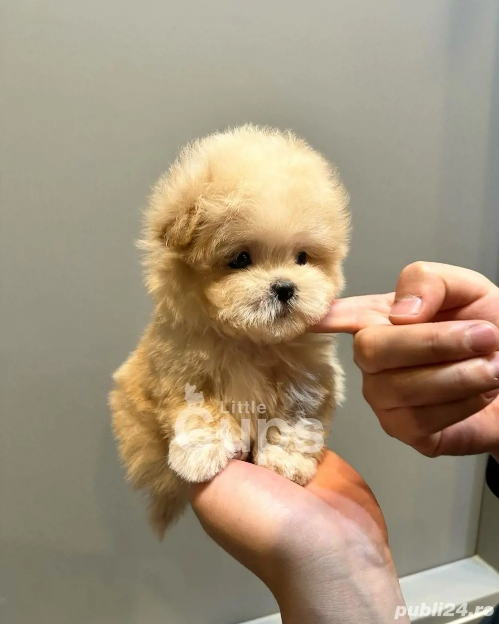 maltipoo poodle mini toy maltipoo poodle mini toy