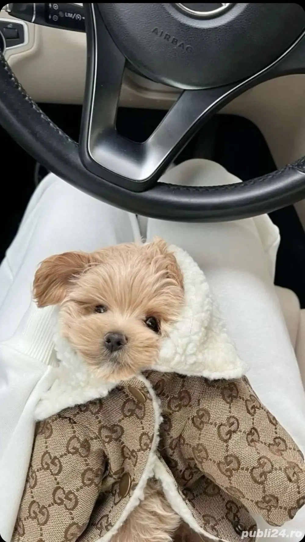 maltipoo poodle mini toy