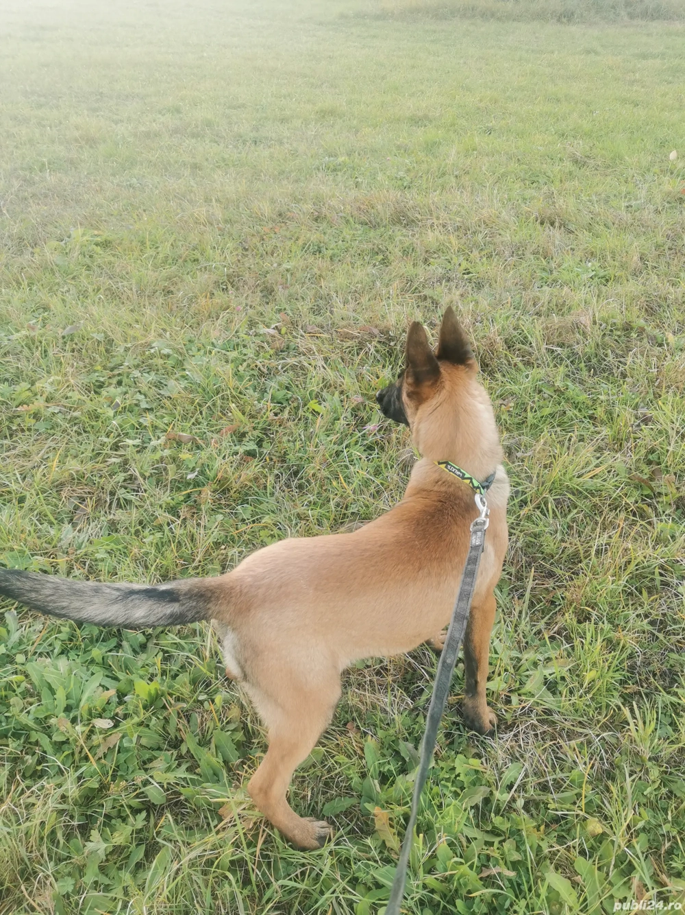 Vând pui femelă cu pedigree  Vând pui femelă cu pedigree