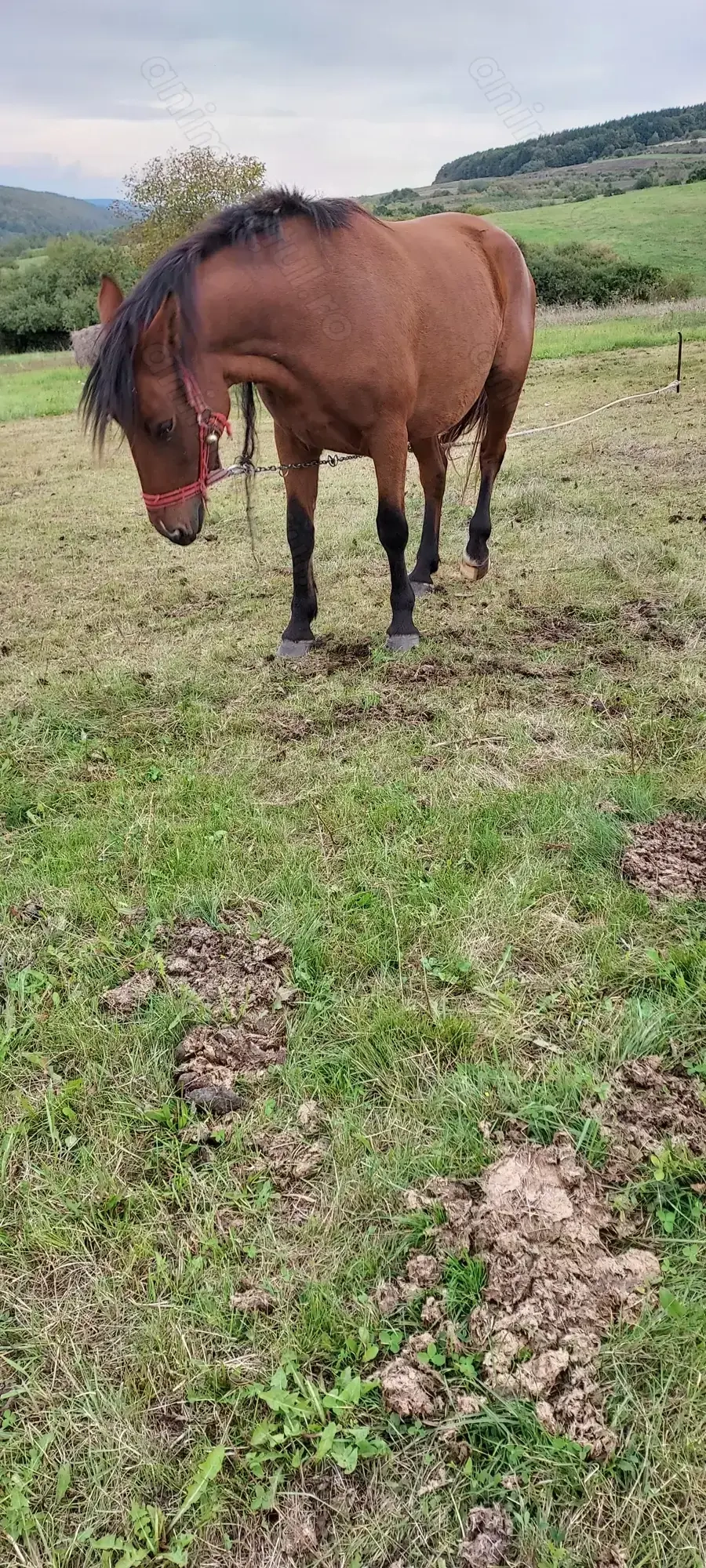 Vind iapa de 4ani ,forte cuminte si blinda ,invatata la ham Vind iapa de 4ani ,forte cuminte si blinda ,invatata la ham