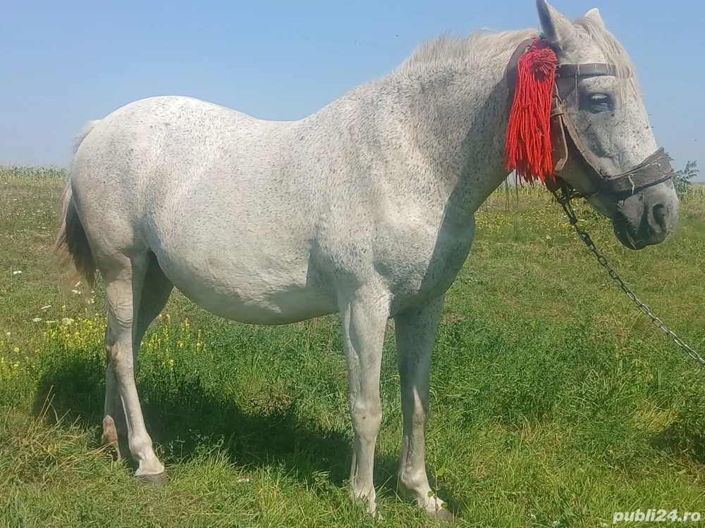 Vand iapa sura Vand iapa sura