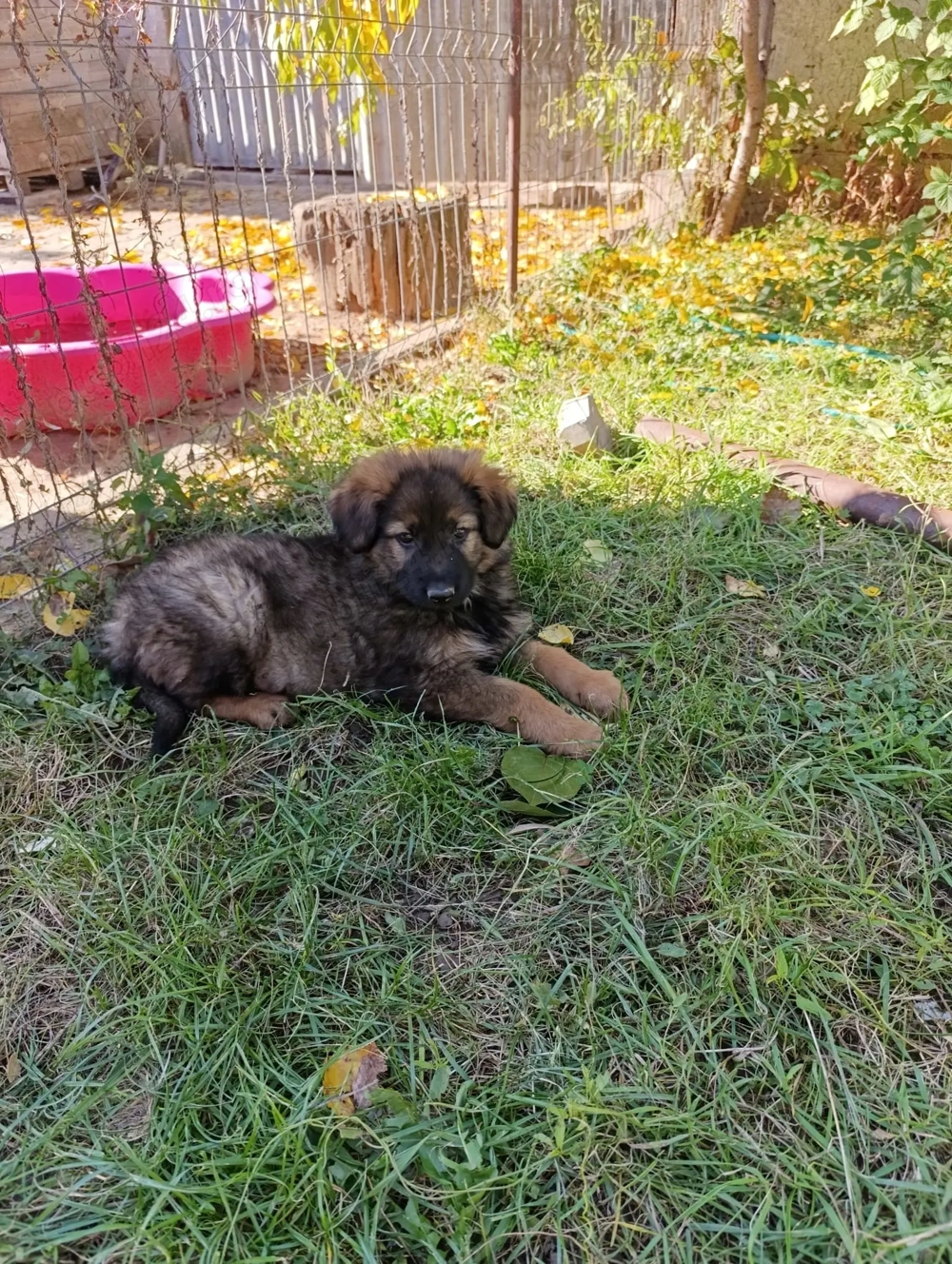 ciobanesc german baietel ciobanesc german baietel