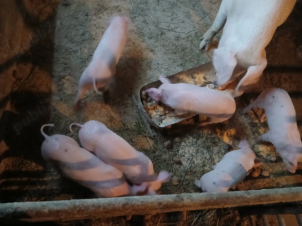 Purcei de vanzare fo