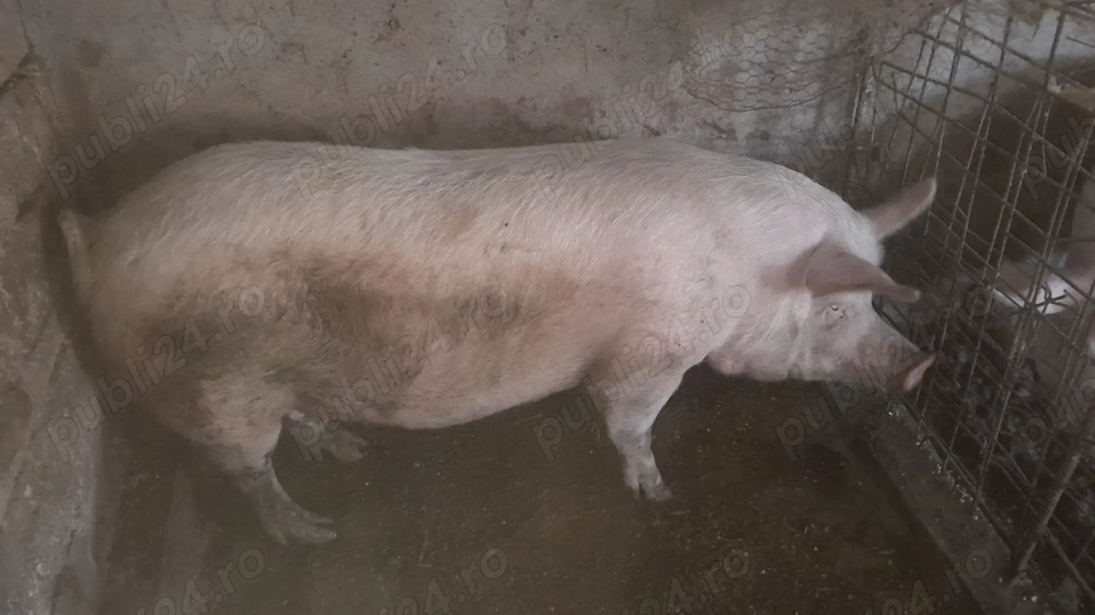 Porci de carne de vinzare Porci de carne de vinzare