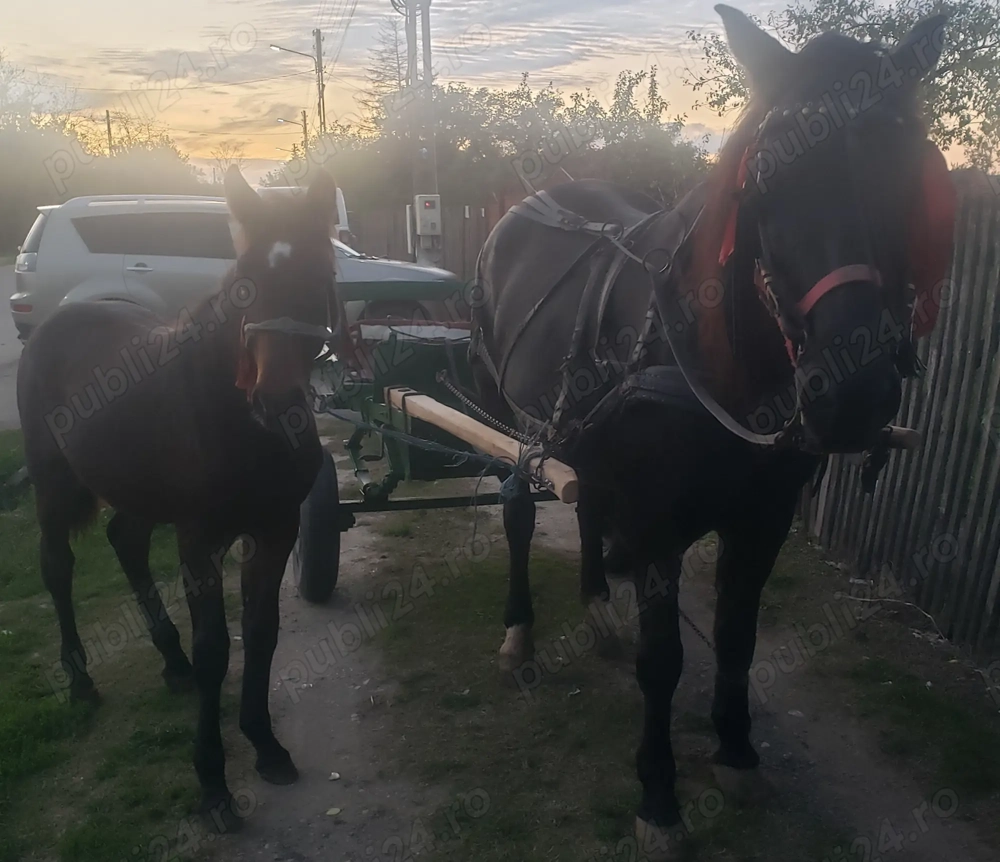 Cârlana de vânzare 