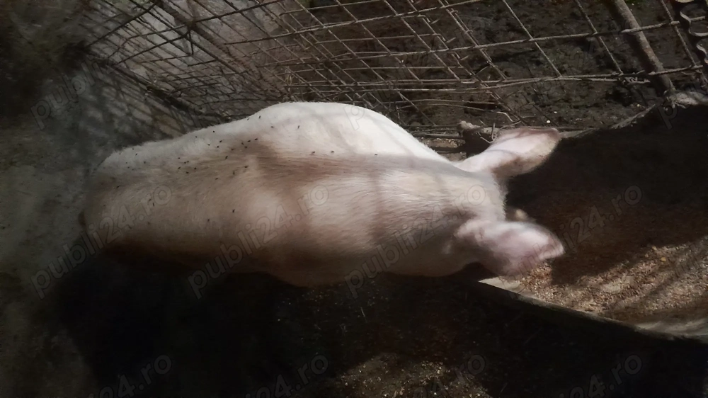 De vinzare porci olt vulpeni