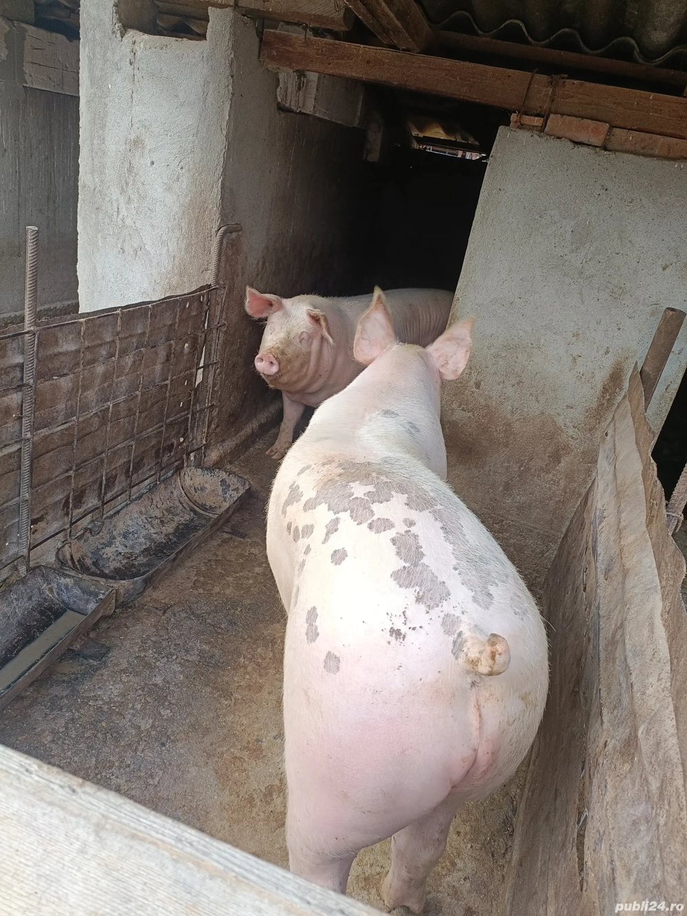 vând porc pentru Crăciun 