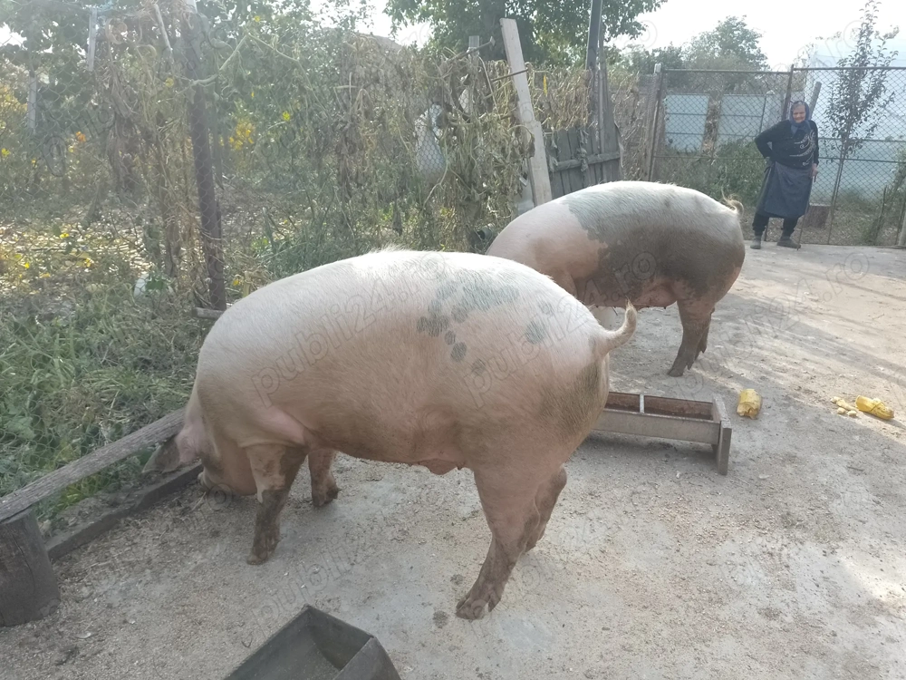 Porci de carne rasa landrace cu duroc. 340 kg. In Cioroboreni Mehedinți tel.   