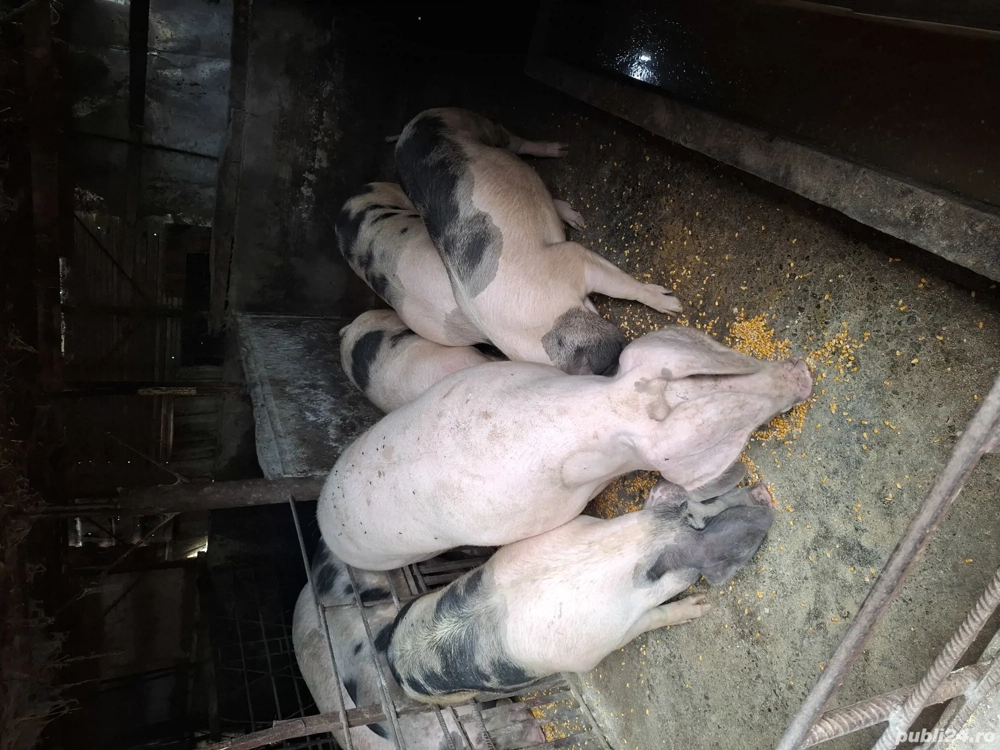 porcii de vânzare pentru Crăciun se poate rezerva  porcii de vânzare pentru Crăciun se poate rezerva