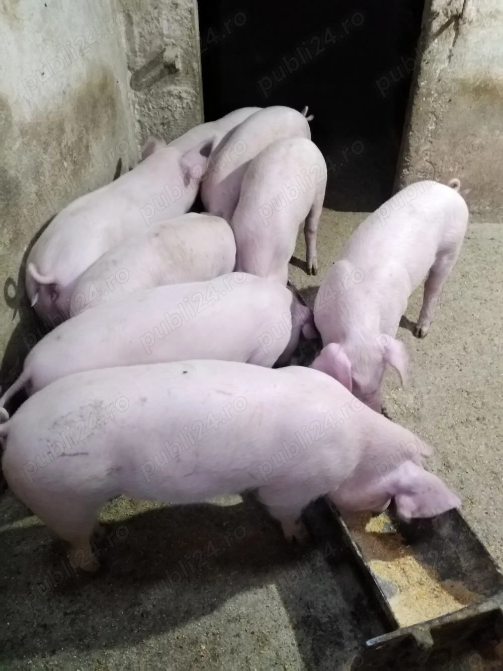 Purcei de vânzare 
