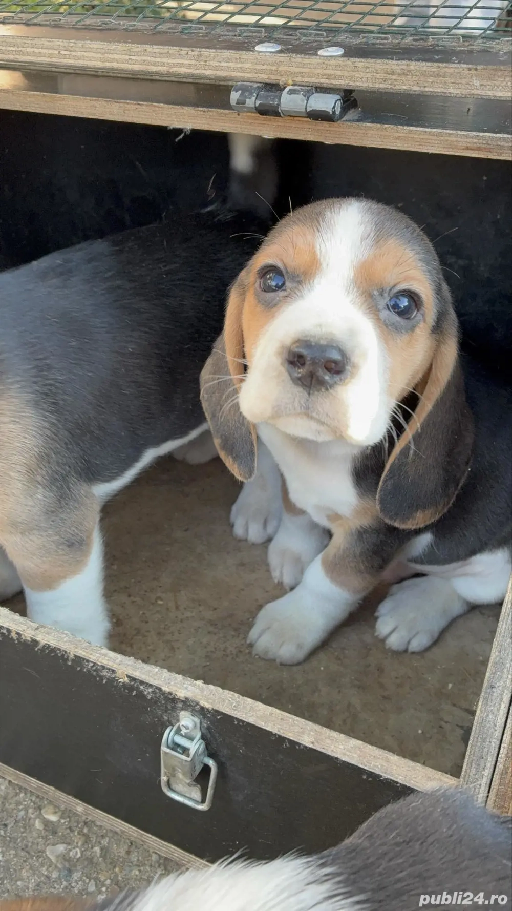 Catei beagle tricolor