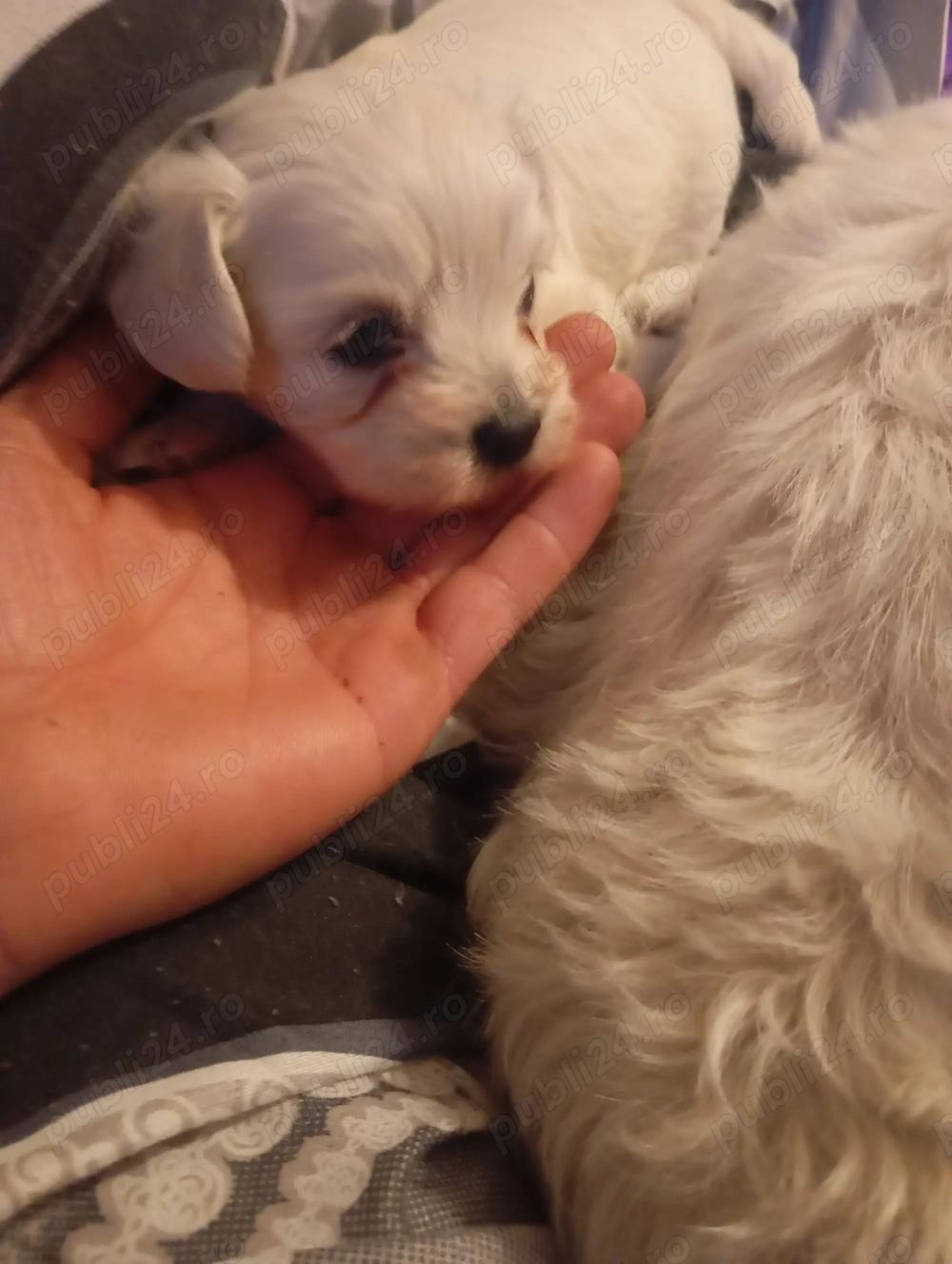 Vând pui bicșon maltez