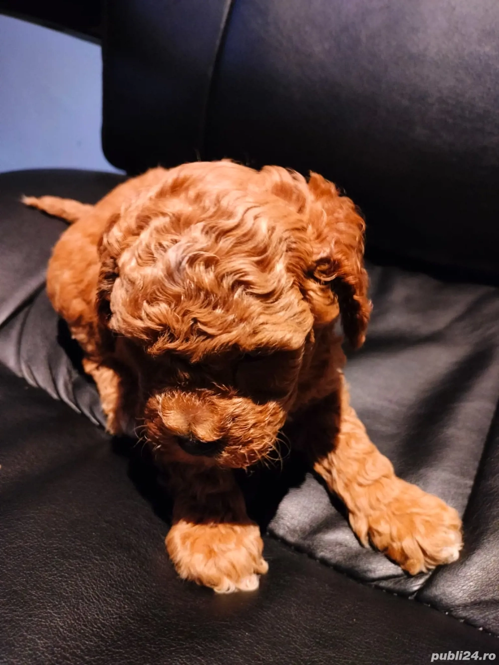 Pudlee roscat mini toy Baetel