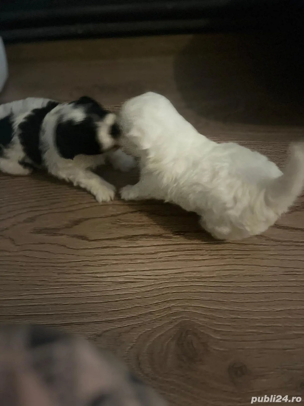 bichon cauta alta casa masculi si femele bichon cauta alta casa masculi si femele