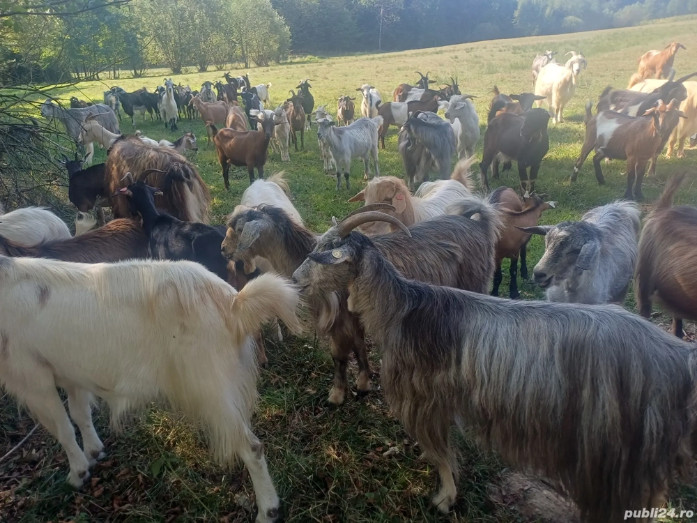 vand capre foarte bune