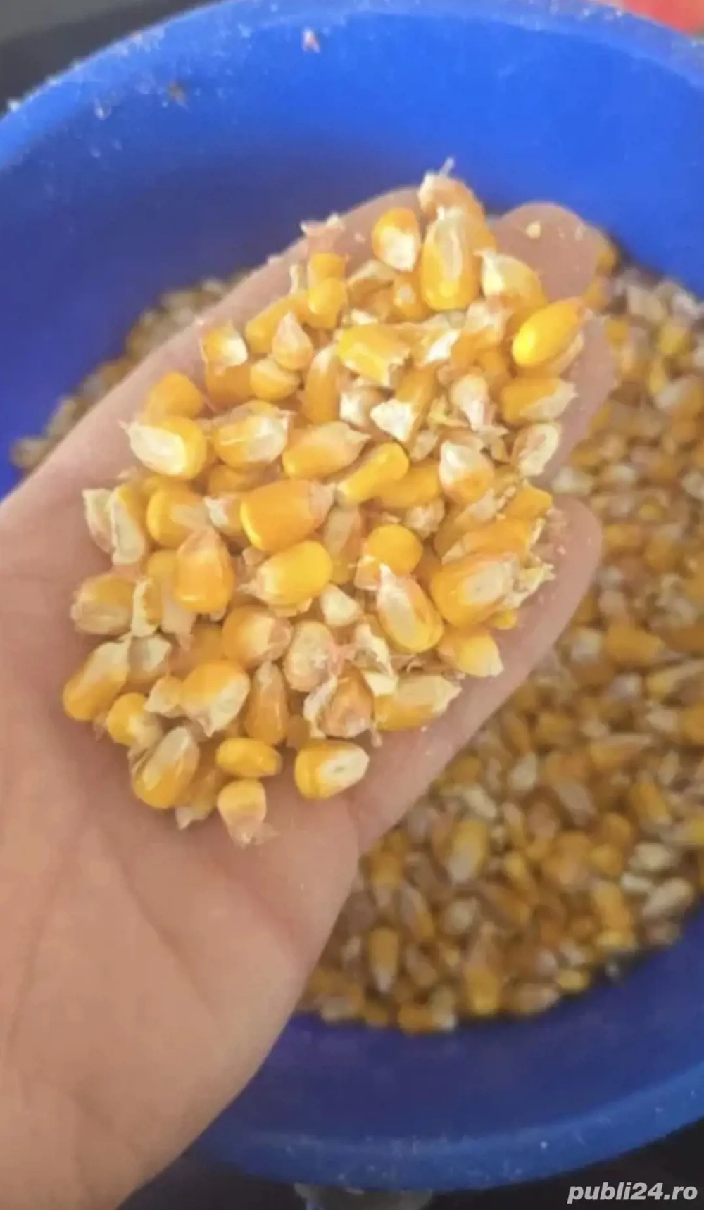 Porumb Romania fara umiditate 