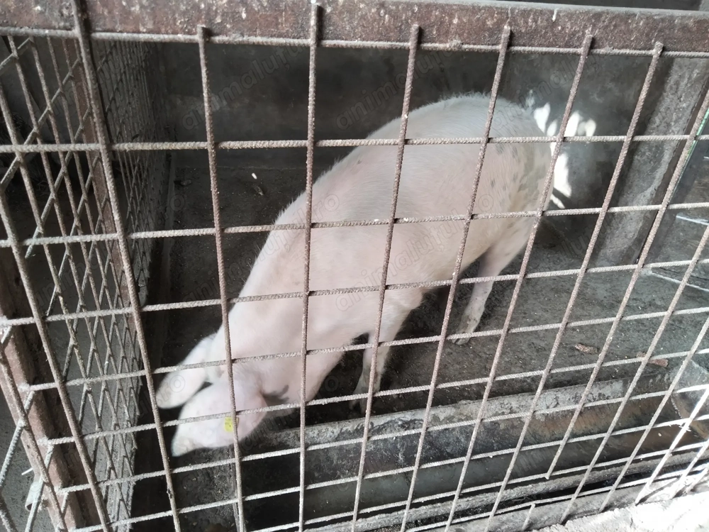 Porc de vanzare 15lei kg