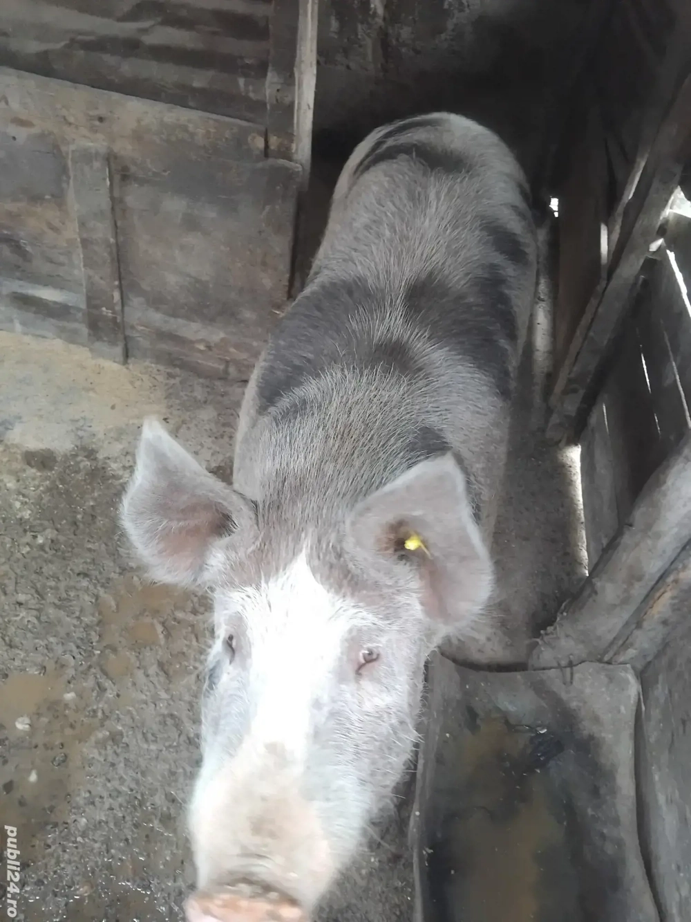 porc de vanzare  porc de vanzare