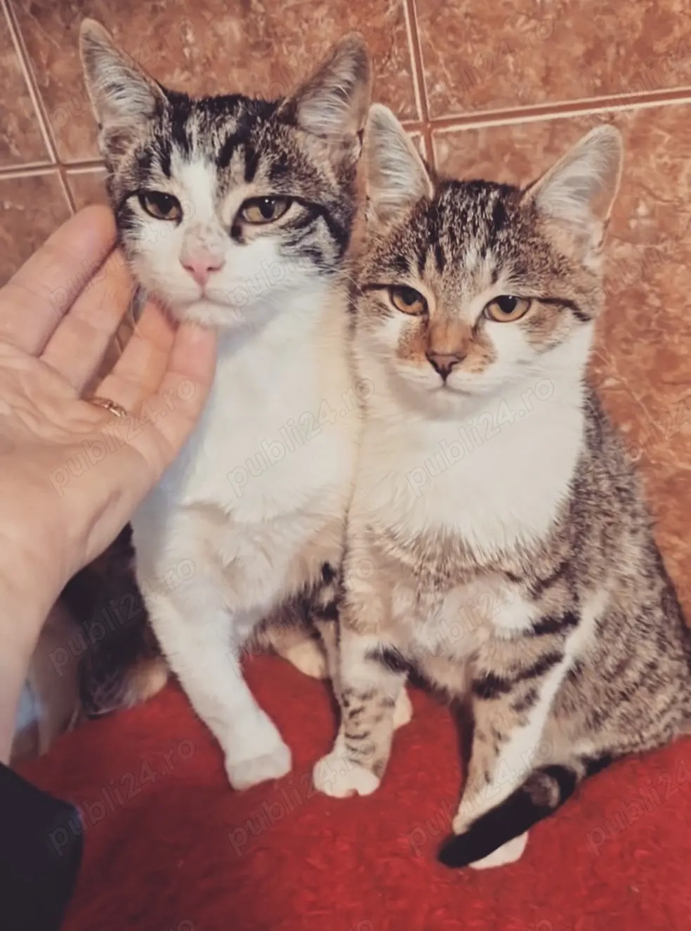 Biscotel si Lina caută căsuța