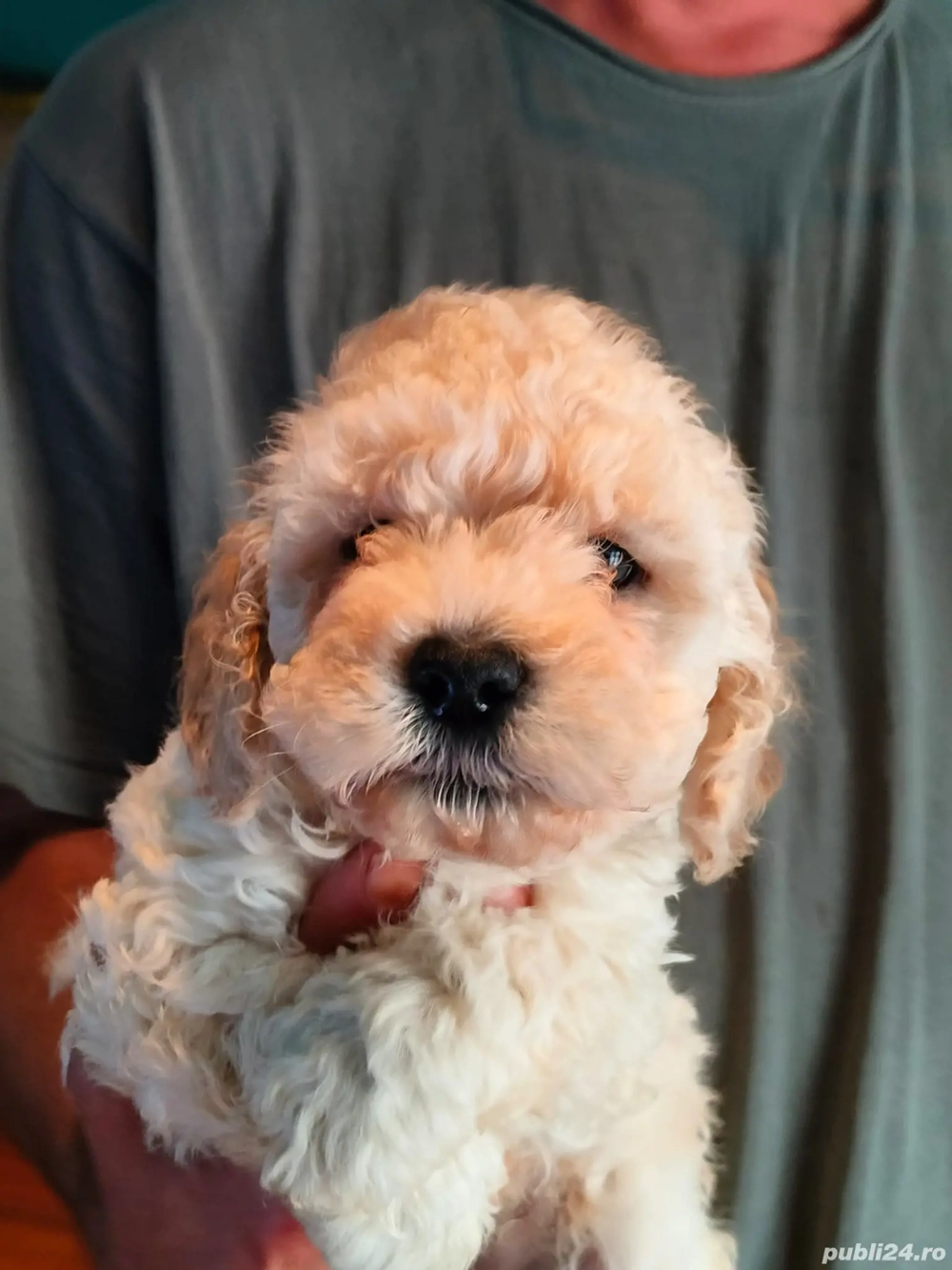 Pulee Crem mini Toy Batel disponibil