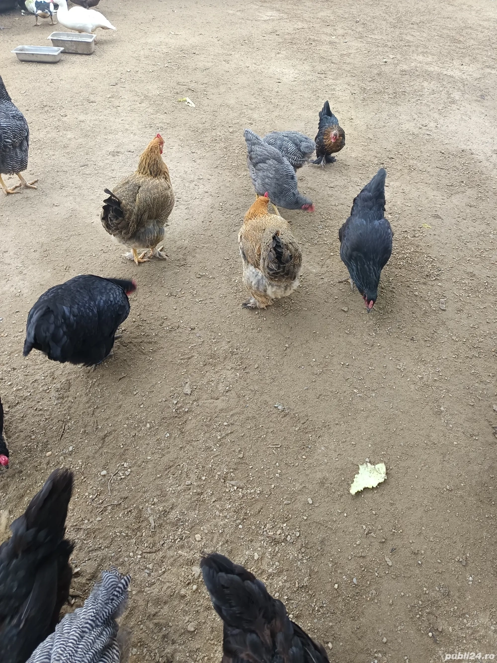 vând schimb o parte din iele vând schimb o parte din iele