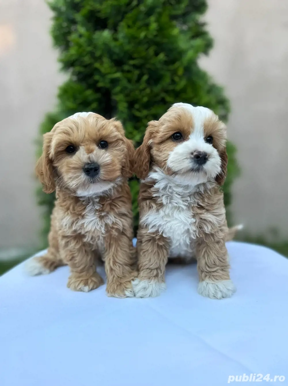Maltipoo adorabili Bichon+Pudel toy barboncino