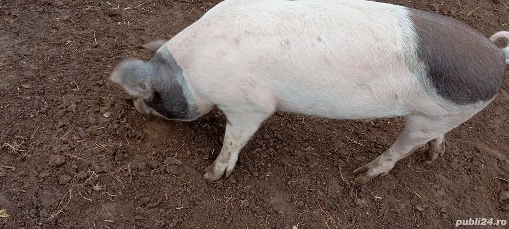 Șoldani de vânzare 