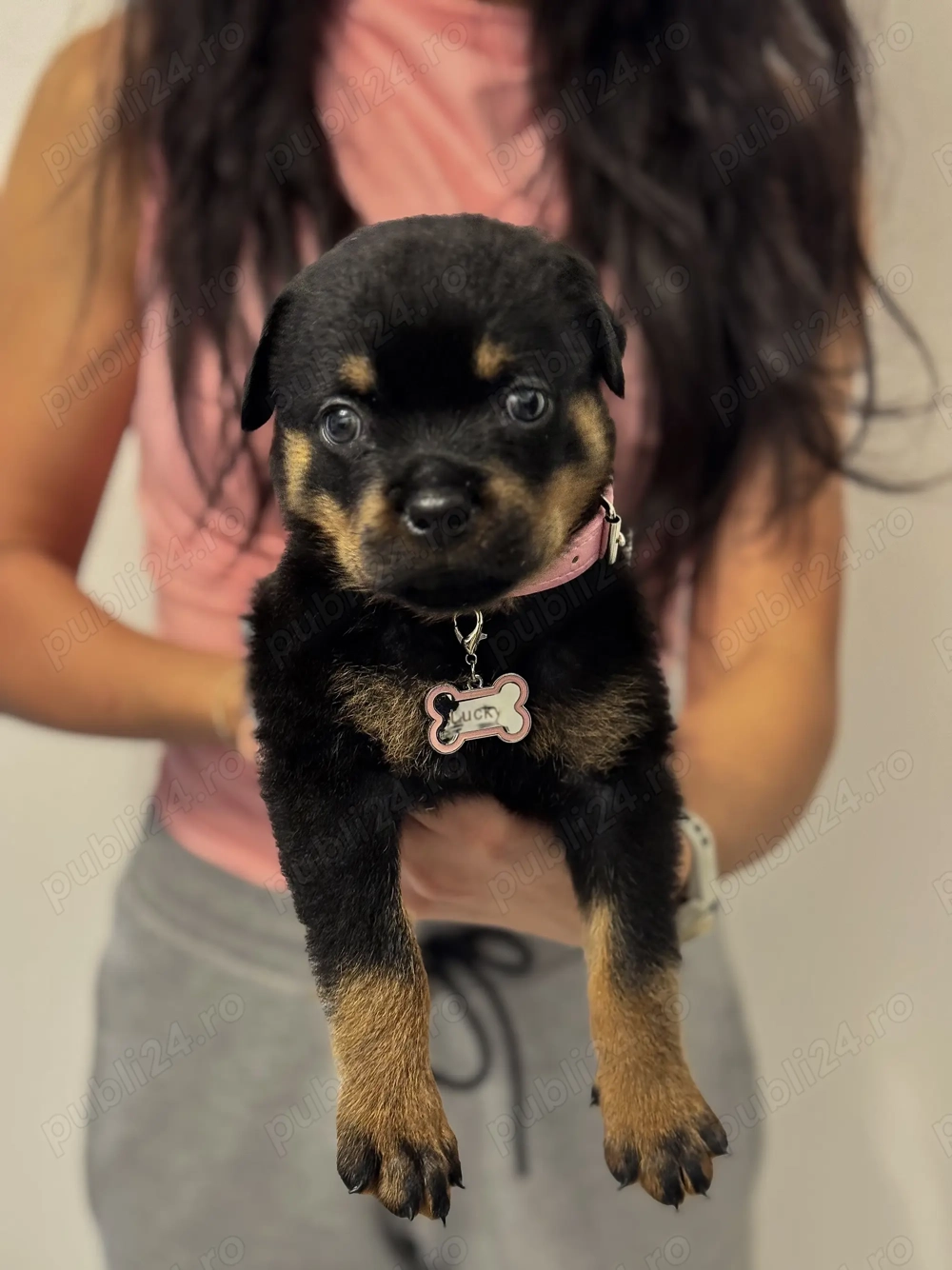 Vand Rottweiler 8 saptamani 